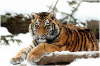 Sibirische Tigerin