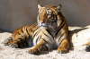 Hinterindischer Tiger