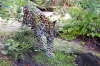 Junger Jaguar